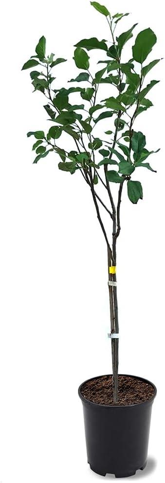 American Plant Exchange Anna Apple Tree, Live Outdoor Fruiting Plant, Honey Tart Fruit