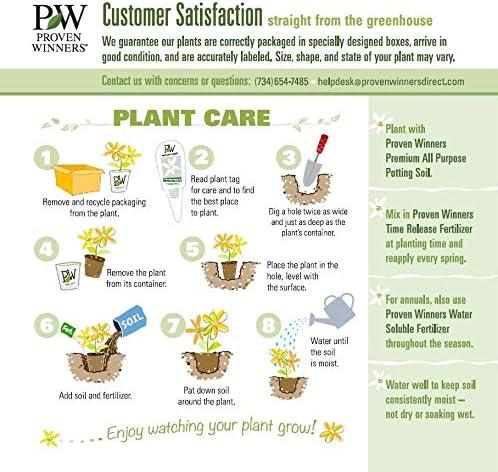 Proven Winners 1 Gallon Fluffy Western Arborvitae (Thuja) Live Evergreen Shrub