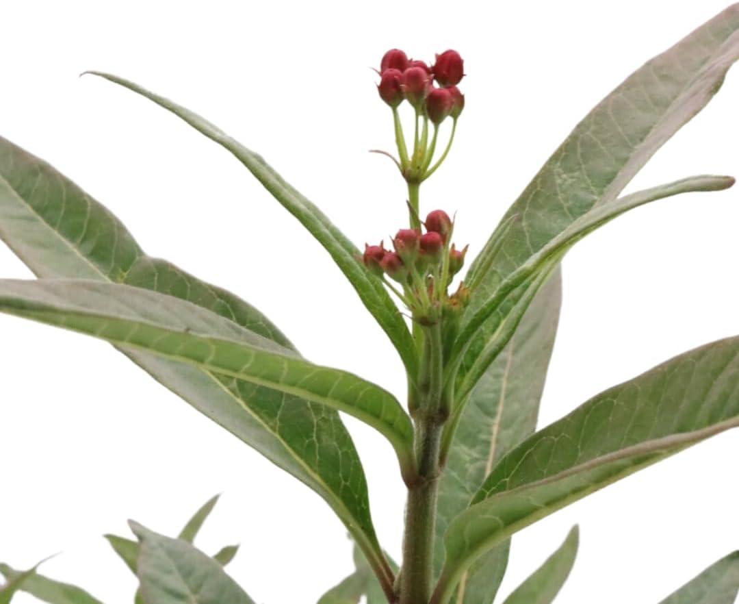 American Plant Exchange Tropical Red Milkweed, A. Curassavica, 6-Inch Pot, Flowering Live Plant, Perfect for Butterfly Gardens