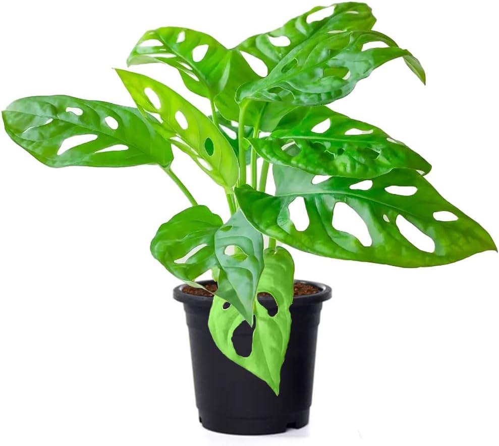 American Plant Exchange Monstera Adansonii Swiss Cheese, 4-Inch Pot, Live Vining Houseplant