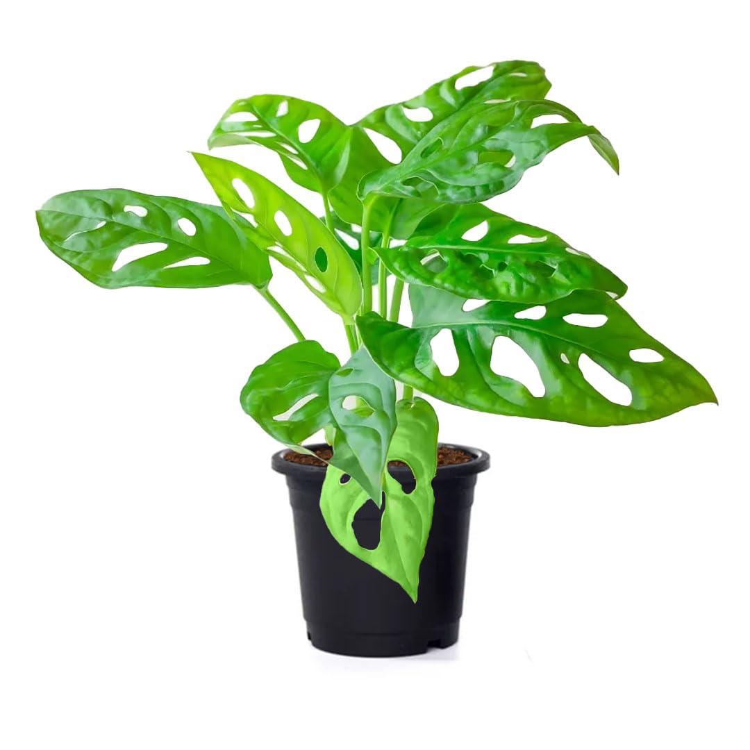 American Plant Exchange Monstera Adansonii Swiss Cheese, 4-Inch Pot, Live Vining Houseplant