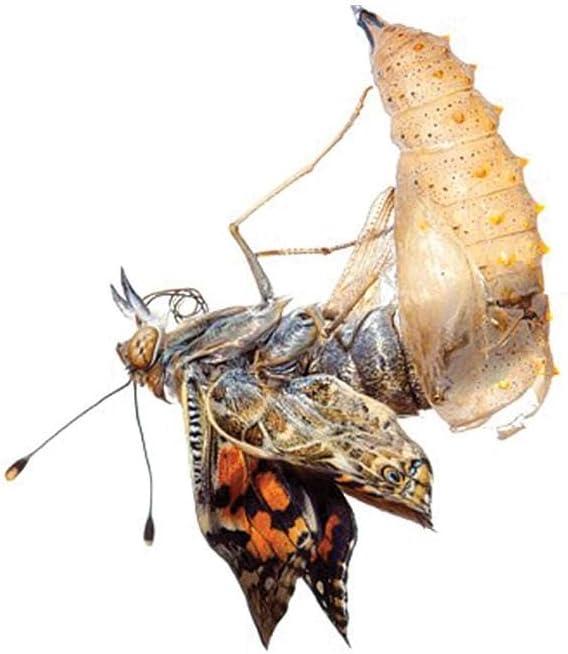 Insect Lore Giant Butterfly AIF9 Garden with Voucher | 18 Inch Habitat | Life Cycle Figurines Included | Voucher to Redeem 5 Baby Caterpillars Later | Raise Painted Lady Butterflies