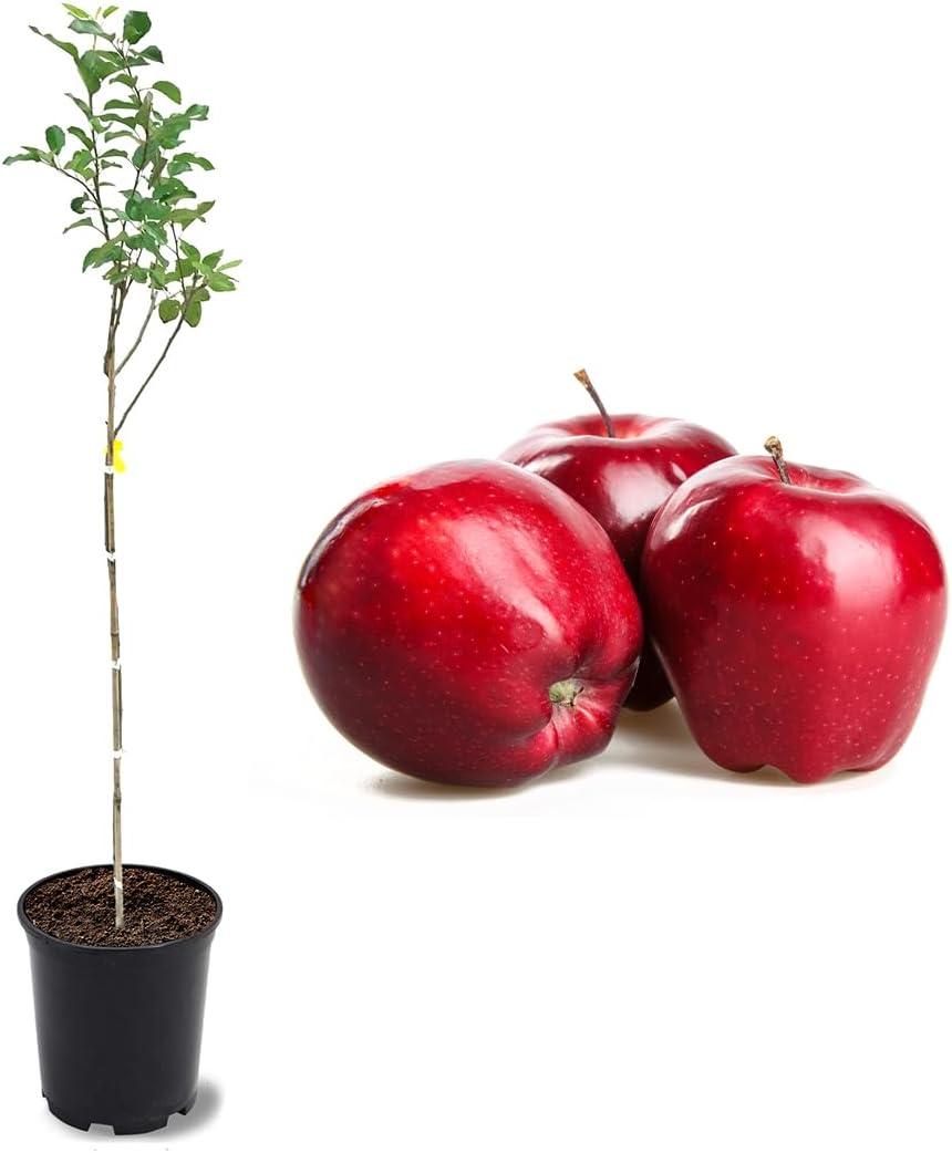 American Plant Exchange Red Delicious Apple Tree, Live Outdoor Fruiting Plant, Large Fruit Producing