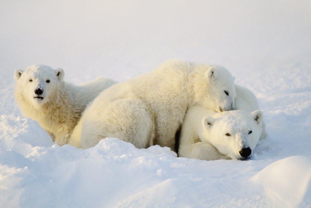 Polar Bears in Snow 17 x 11 Poster Print