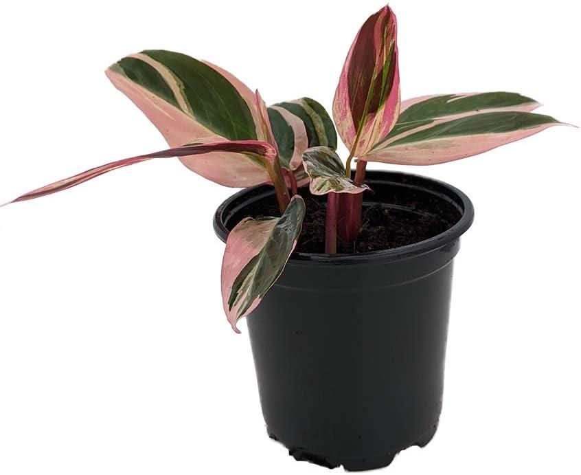 Tricolor Prayer Plant - Stromanthe triostar -  4" Pot - Live Plant