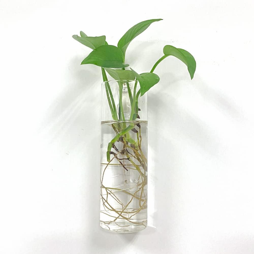 Bunhut Wall Hanging Glass Plant Terrarium (2 Count)