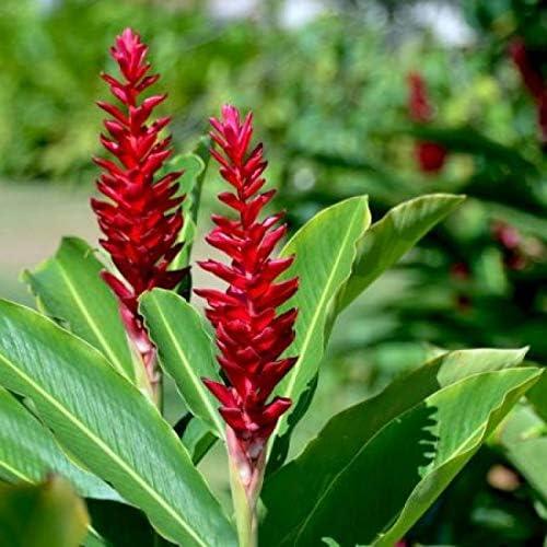 Red Alpinia Purpurata Ginger Plant Bulb 1 PK (2 Roots Each 2"-4" Long) Shade & Sun
