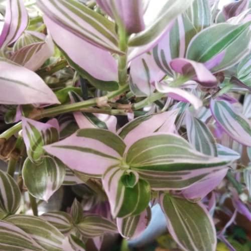 Daylily Nursery Wandering Jew Live Plant with 4in Pot
