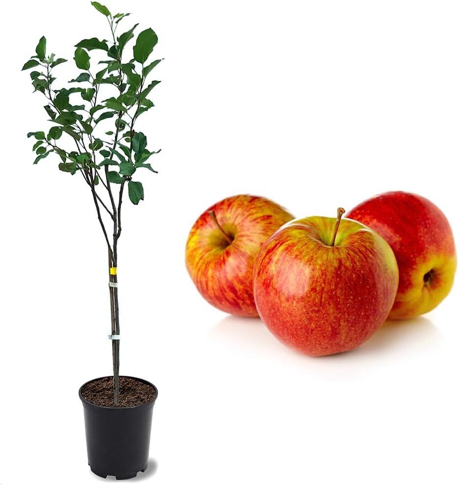 American Plant Exchange Anna Apple Tree, Live Outdoor Fruiting Plant, Honey Tart Fruit