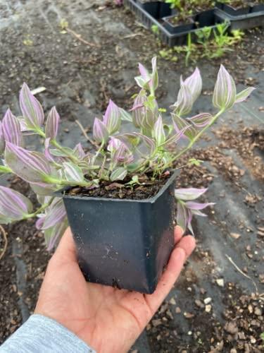 Daylily Nursery Wandering Jew Live Plant with 4in Pot