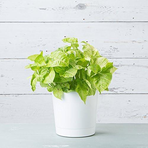 WeCcQuue Full Depth Cylinder Pot, Glossy White, 10-Inch (10102)