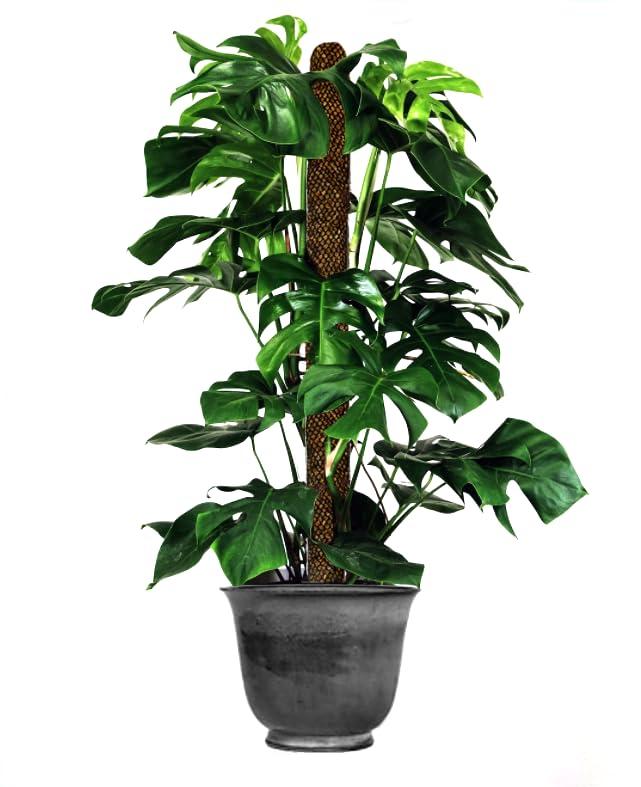 Mosser Lee ML1010H Totem Pole Plant Support, 24"