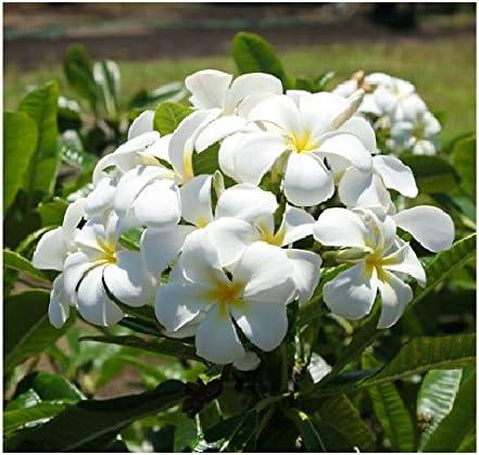 Hawaiian White Plumeria Plant Cutting ~ Grow Hawaii