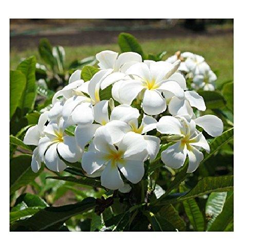 Hawaiian White Plumeria Plant Cutting ~ Grow Hawaii