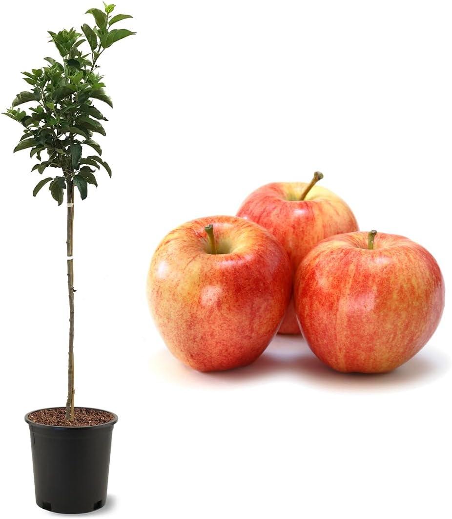 American Plant Exchange Gala Apple Tree, Live Outdoor Fruiting Plant, Crisp & Juicy Fruit