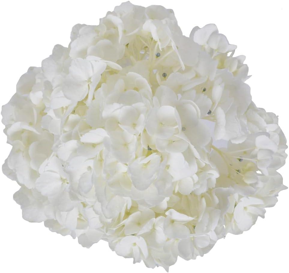 Arabella Bouquets Farm Direct Fresh Cut 12 White Hydrangea (Fresh-Cut Flowers, White)