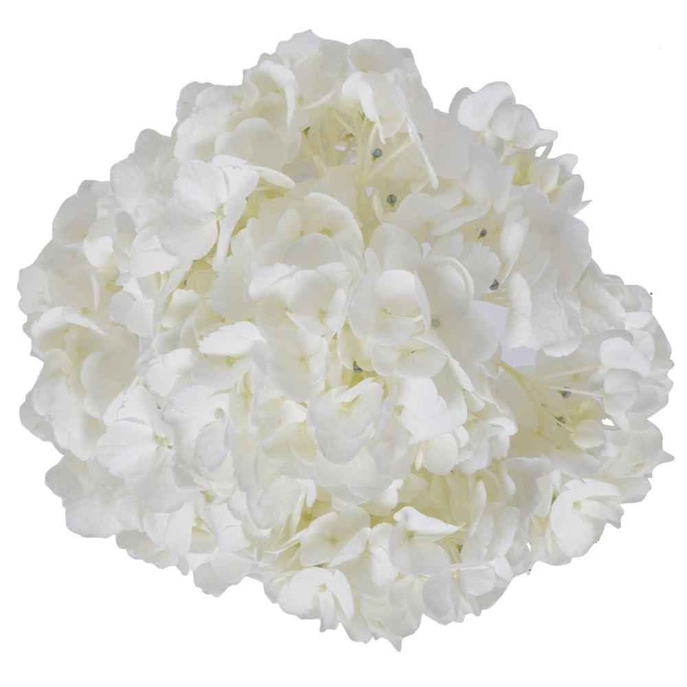 Arabella Bouquets Farm Direct Fresh Cut 12 White Hydrangea (Fresh-Cut Flowers, White)