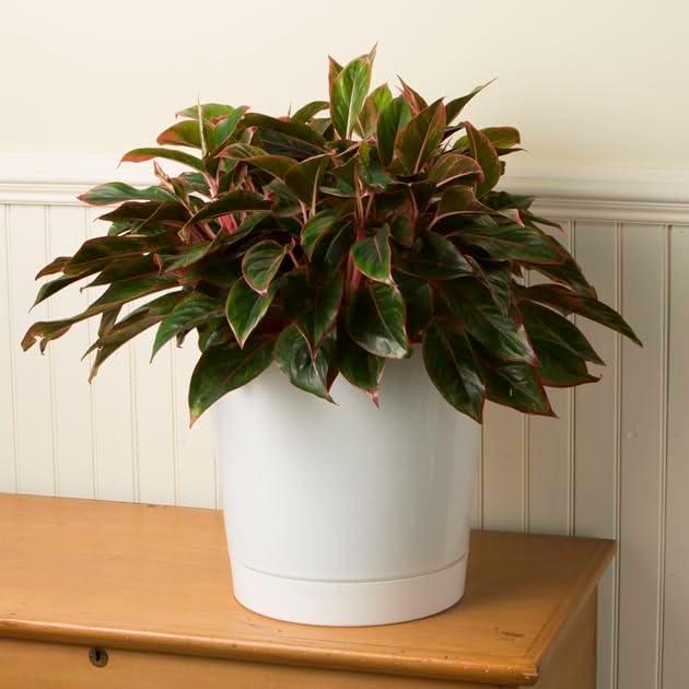 Novelty Manufacturing Majestic Full Depth Round Cylinder Pot, White, 12"