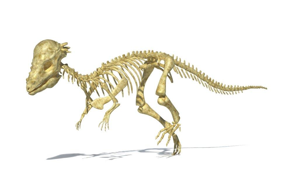 Posterazzi 3D rendering of a Pachycephalosaurus dinosaur skeleton perspective view Poster Print, (18 x 11)