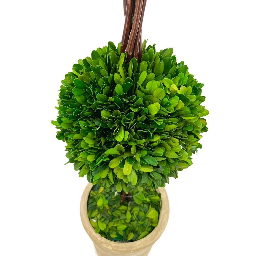 Modern Home 27" Real Preserved Boxwood Topiary Plant – Double Ball Faux Greenery in Rustic Pot – Indoor Outdoor Decorative Potted Plant for Home, Office, Porch, Patio, or Event Décor