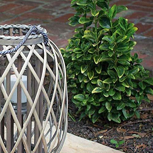 Kalalou Kalalou Tabletop