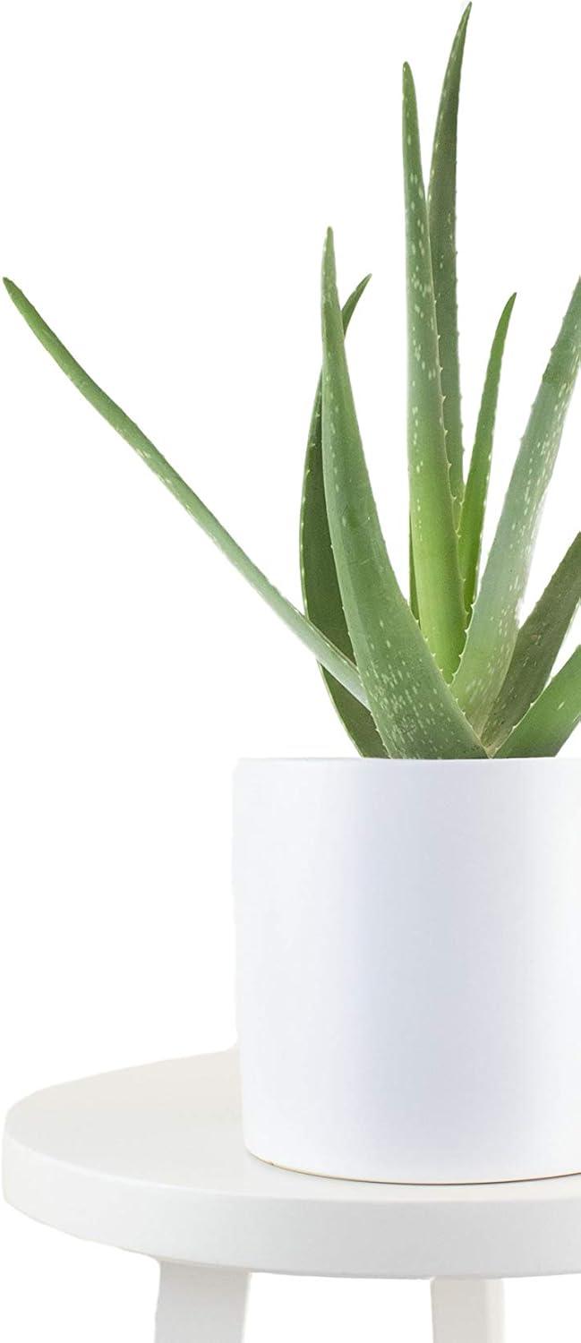 Aloe Vera 6" Grower Pot in Bright Red - Indoor/Outdoor Succulent