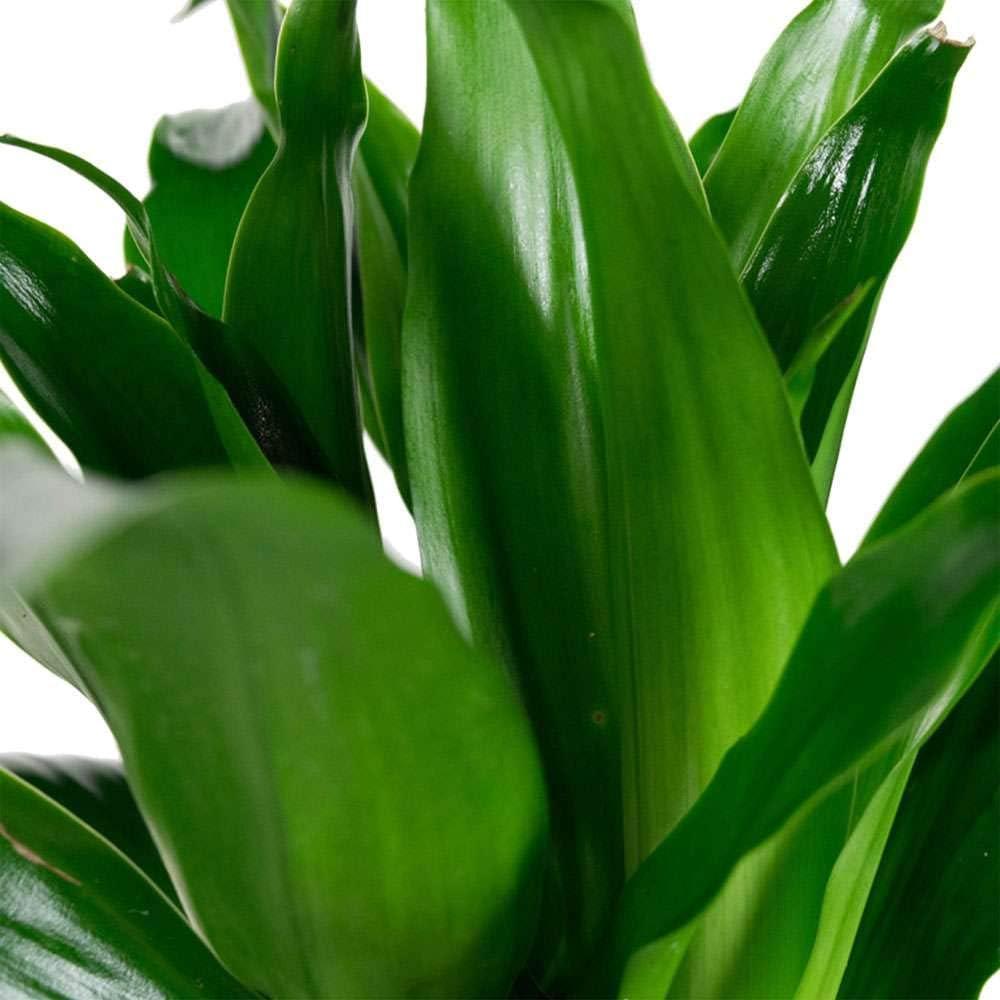 Large Dark Green Dracaena Janet Craig in Black Plastic Grower Pot