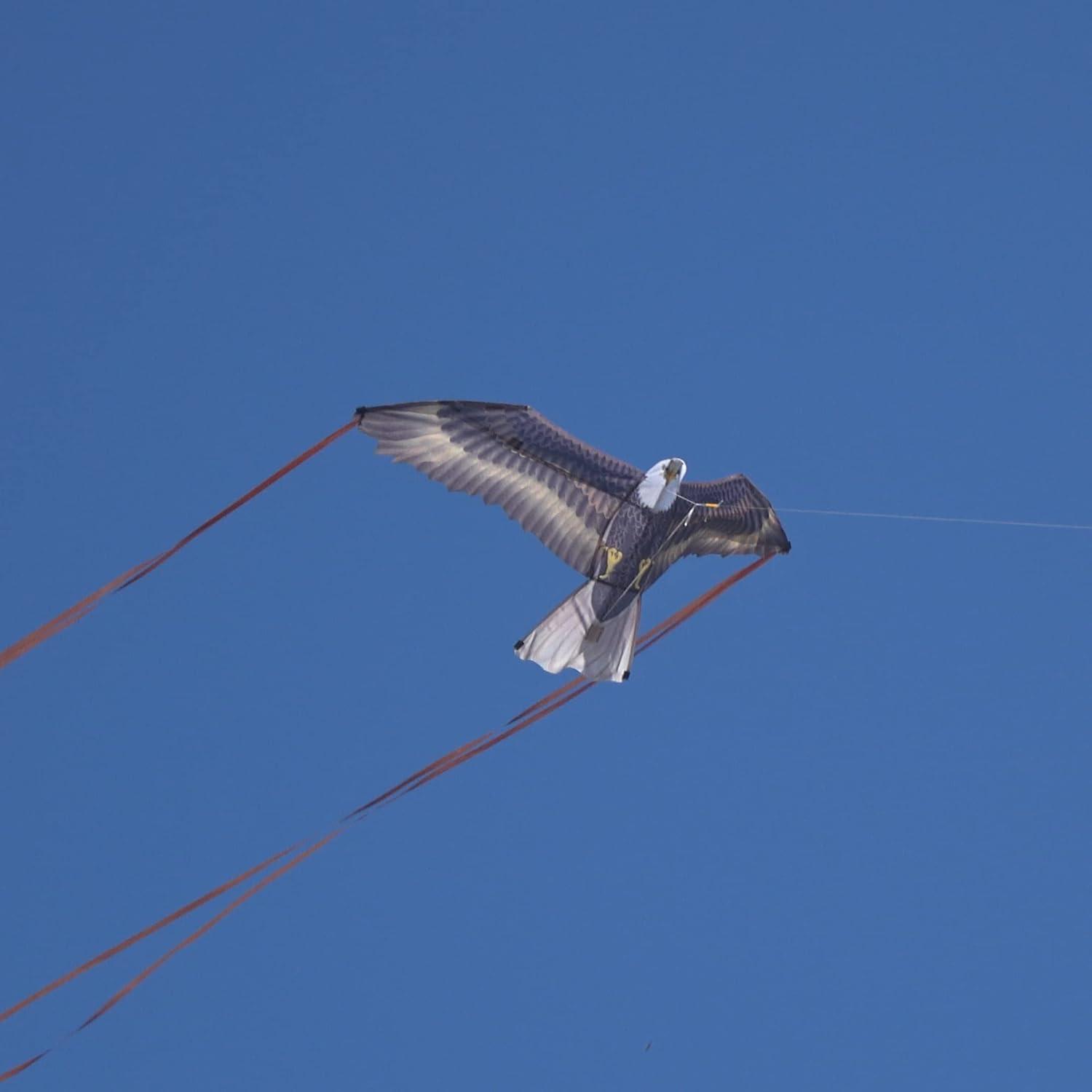 Brain Storm X Kites Birds of Prey Kite 48 Falcon