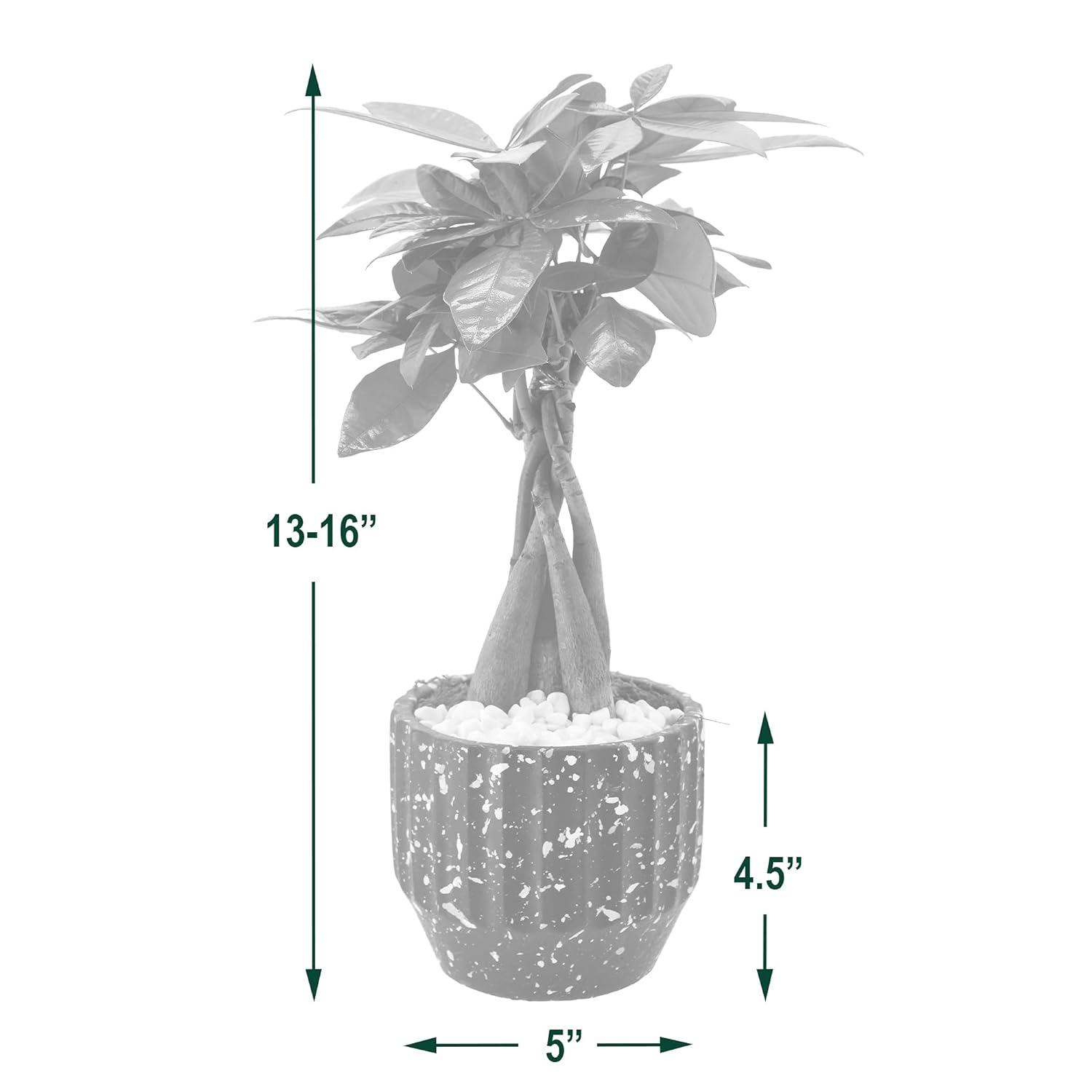 Arcadia Garden Products Live Money Tree (Pachira Aquatica) (Jade Plant) Plant in Ceramic Planter