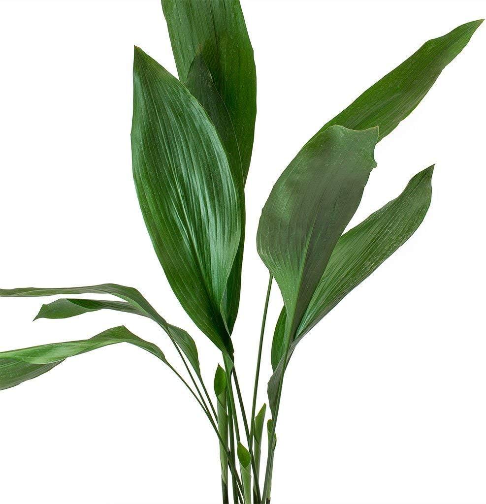 Aspidistra Elatior Cast Iron Plant in 6-Inch Pot