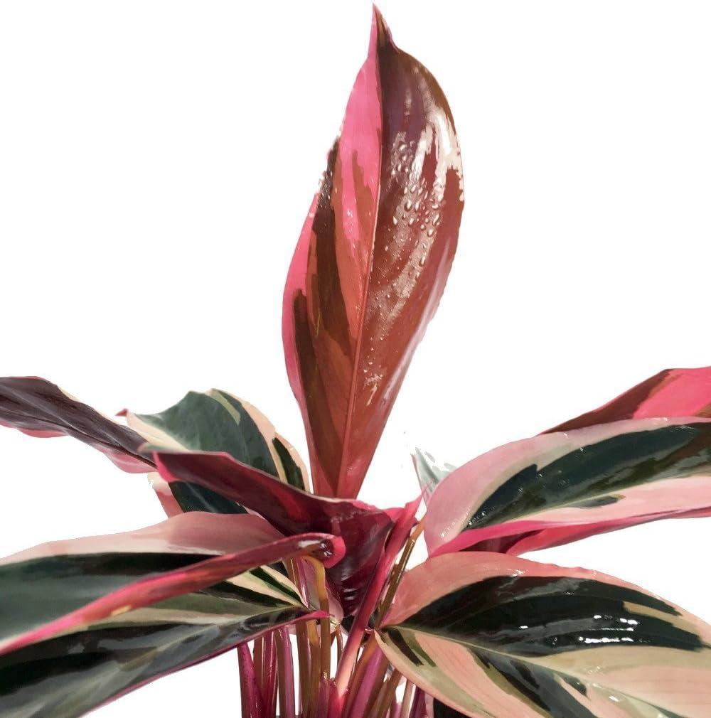 Tricolor Prayer Plant - Stromanthe triostar -  4" Pot - Live Plant