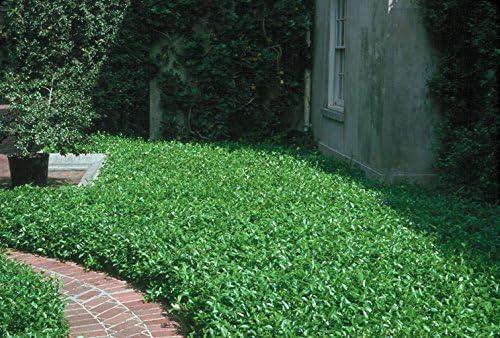 Asiatic Jasmine Minima 2" Evergreen Groundcover Shrub - 60 Live Plants