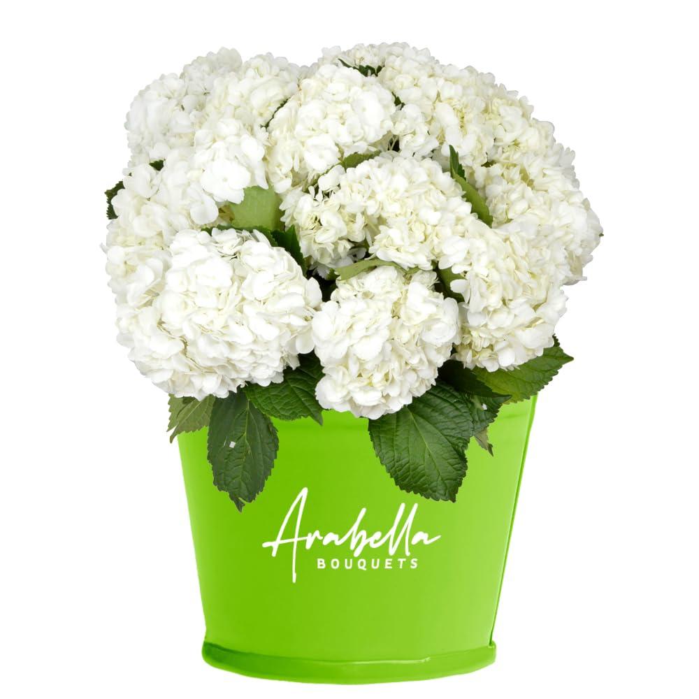 Arabella Bouquets Farm Direct Fresh Cut 12 White Hydrangea (Fresh-Cut Flowers, White)