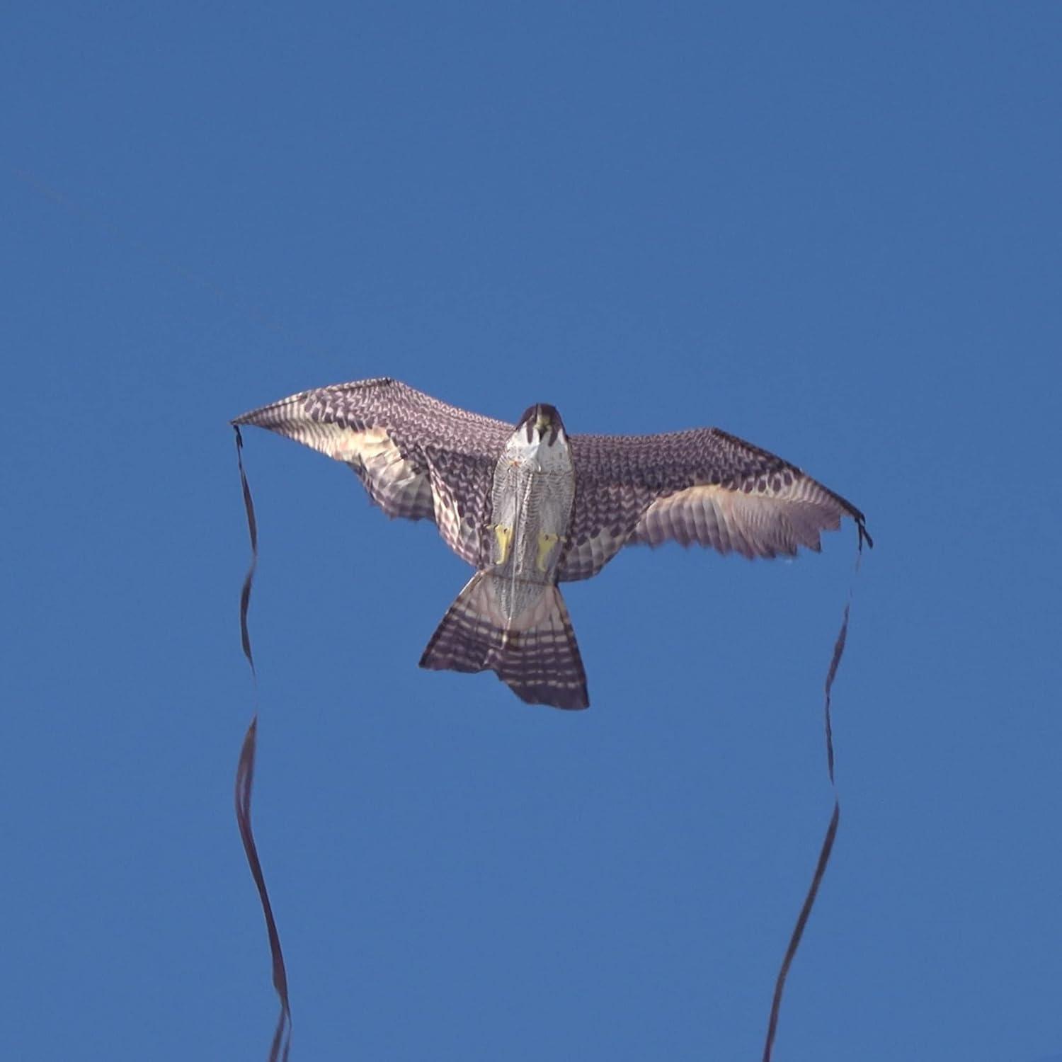 Brain Storm X Kites Birds of Prey Kite 48 Falcon