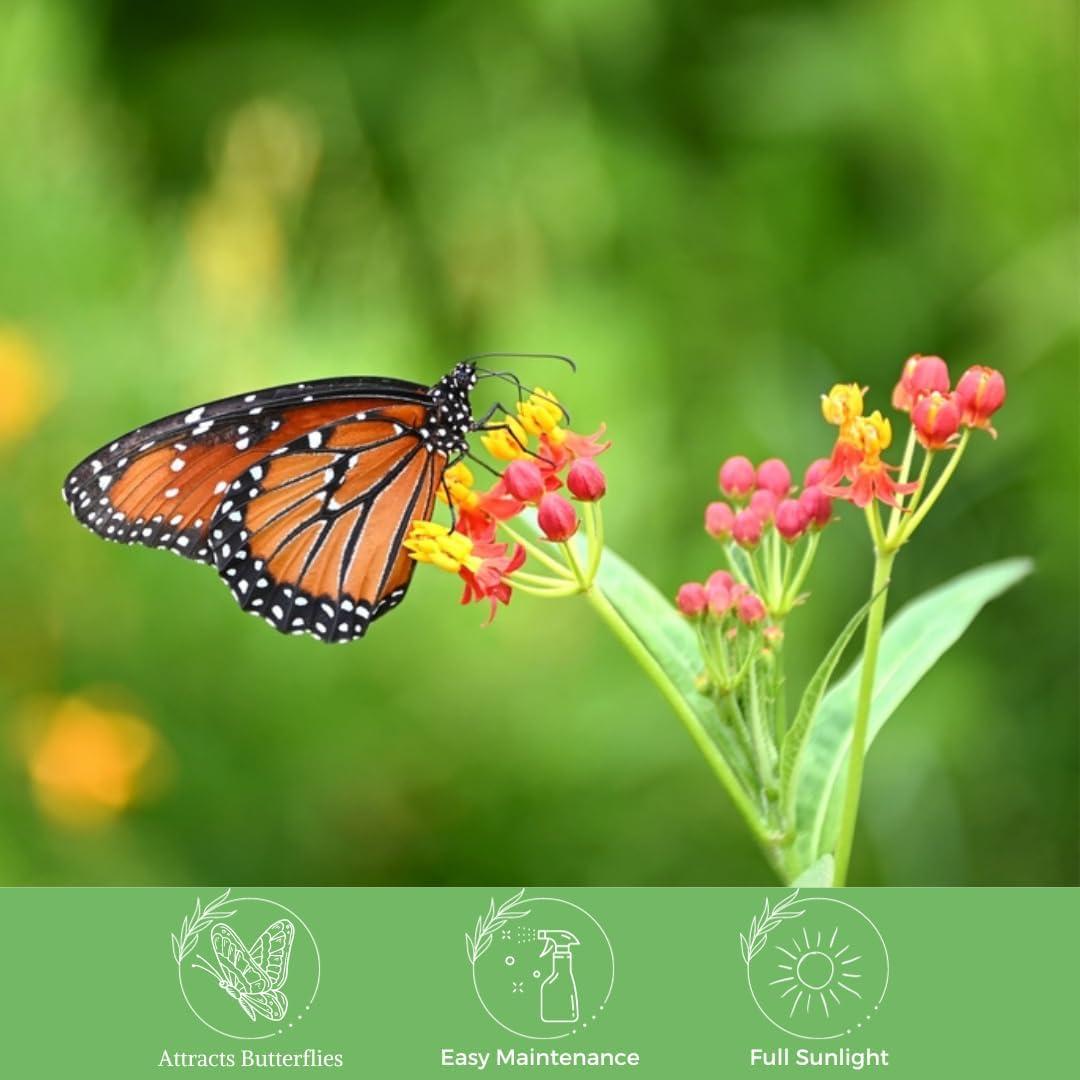 American Plant Exchange Tropical Red Milkweed, A. Curassavica, 6-Inch Pot, Flowering Live Plant, Perfect for Butterfly Gardens