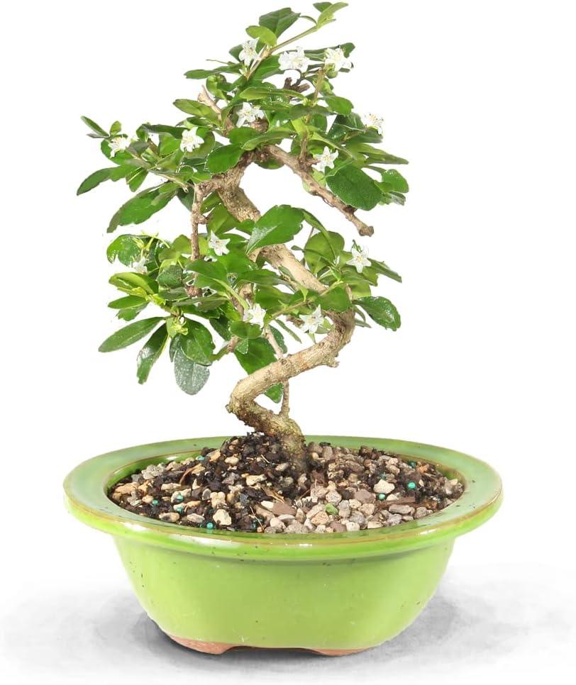 Medium Indoor Fukien Tea Bonsai Tree with Black Pot