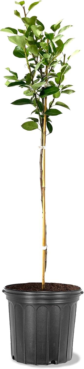 Plant Exchange Live Fruit Tree Orient Pear Outdoor Landscape Tree, 5-Gallon Pot