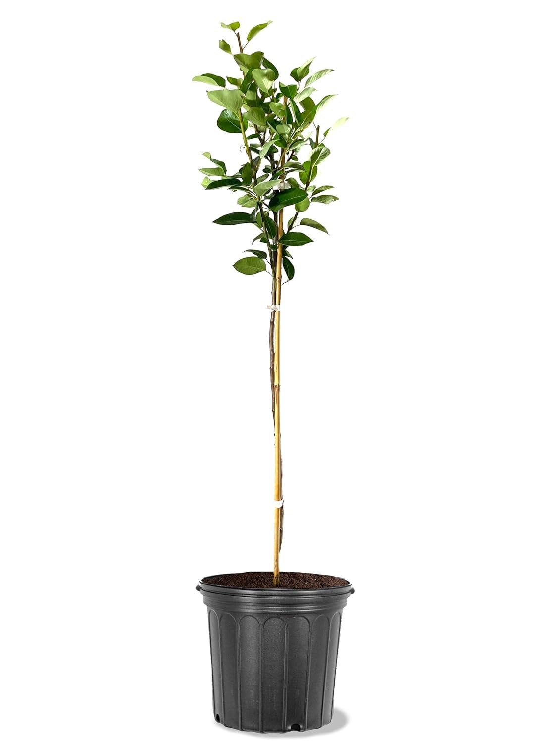 Plant Exchange Live Fruit Tree Orient Pear Outdoor Landscape Tree, 5-Gallon Pot
