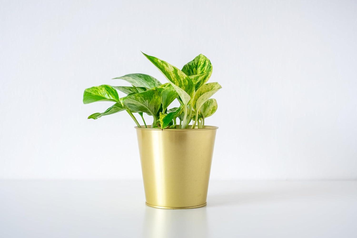 American Plant Exchange American Plant Exchange Silver Satin Pothos Hanging Basket, 8-Inch Pot, Exotic Live Plant, Vining Houseplant Perfect to Hang on Any Hook!
