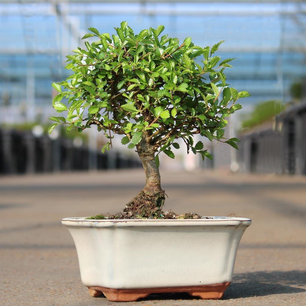 Brussel's Chinese Elm Bonsai - Small - (Outdoor)