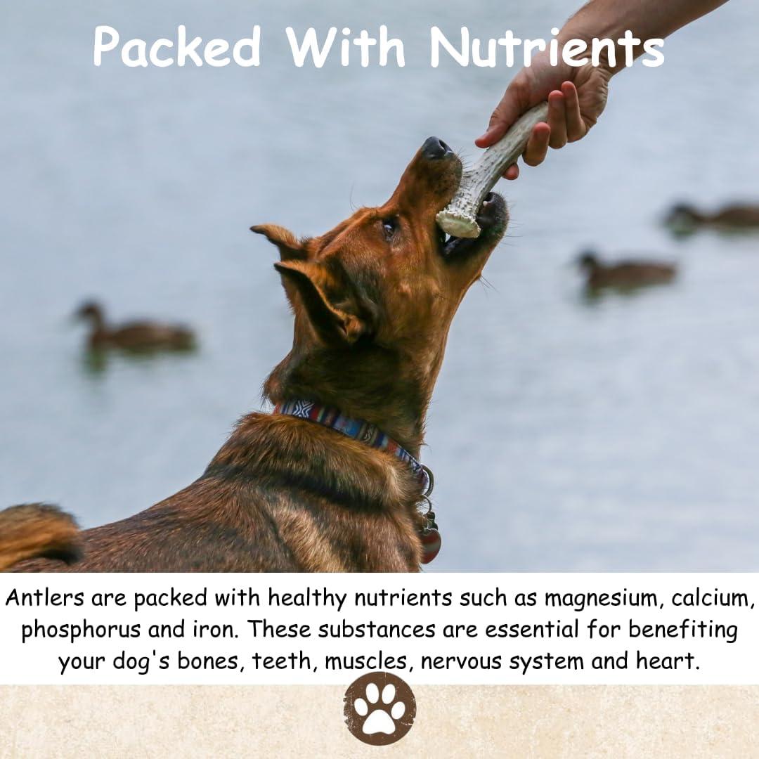 Premium Large Antler - ONE Pound (+/- an Ounce) Variety Pack - Top Dog Chews