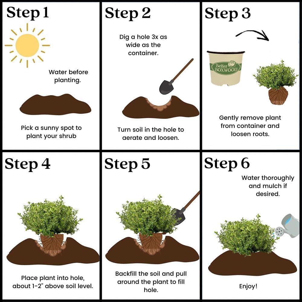 Better Boxwood Renaissance Live Shrub (1 Gallon)