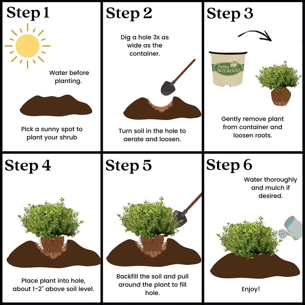 Better Boxwood Renaissance Live Shrub (1 Gallon)