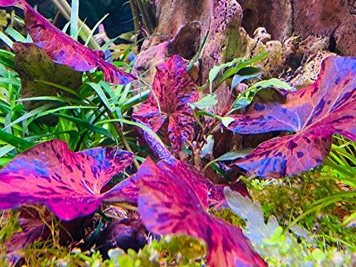 Red Tiger Lotus Bulbs - Freshwater Aquatic Plant | Sprouts in Tanks Under 72F