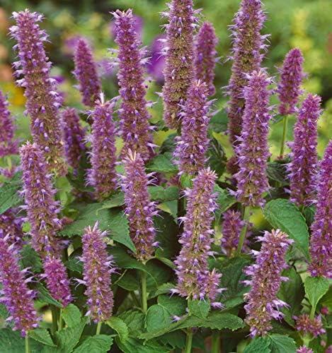 Purple Lavender Anise Hyssop Herb Seeds for Outdoor Planting
