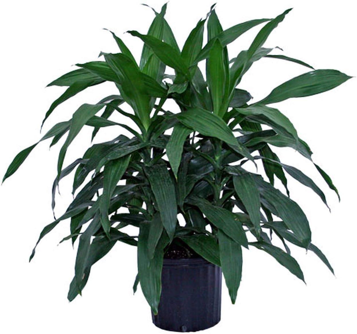 Large Dark Green Dracaena Janet Craig in Black Plastic Grower Pot