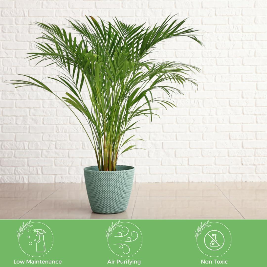 American Plant Exchange Areca Palm Tree, Live Indoor Plant, 6-Inch Pot, Elegant Houseplant, Green Foliage & Yellow Canes