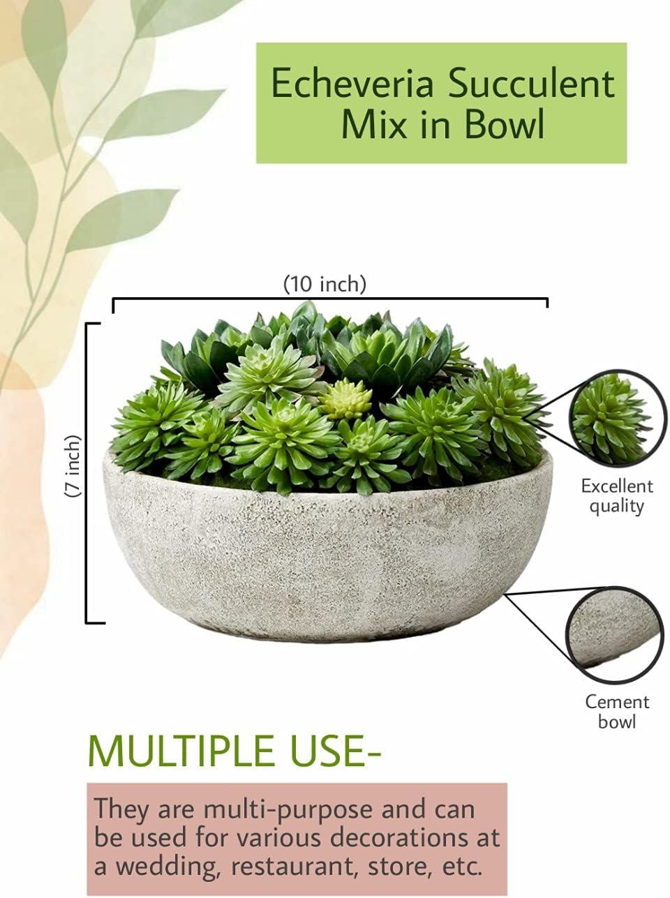 Serene Spaces Living 7" Echeveria Succulent Mix in Bowl - for Weddings and Home Décor, Real Looking Succulent for Decoration, Single