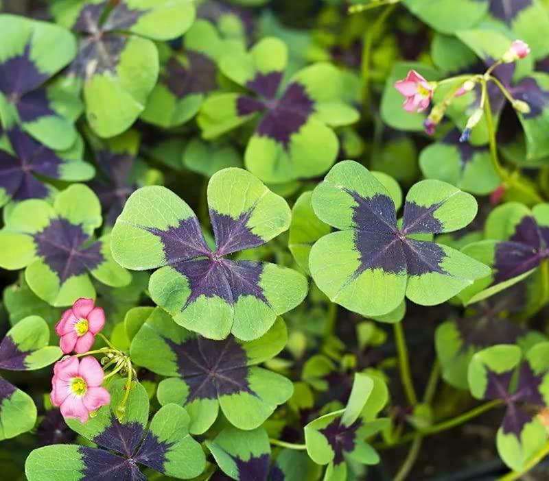 Oxalis Iron Cross Good Luck Plant Bulbs (20) Indoor Outdoor Easy to Grow