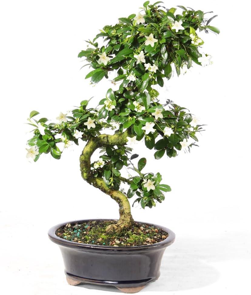 Medium Fukien Tea Bonsai Tree with Ceramic Pot